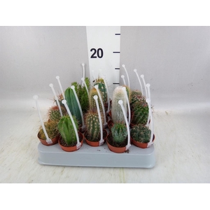 Cactus   ...mix