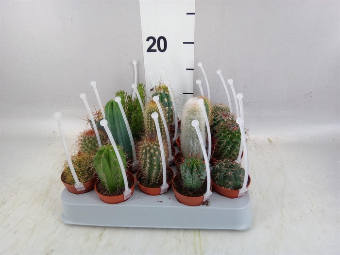 <h4>Cactus ...mix</h4>