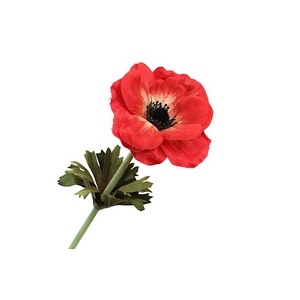 Anemone Red