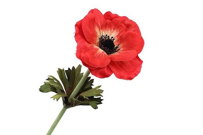 <h4>Anemone Red</h4>