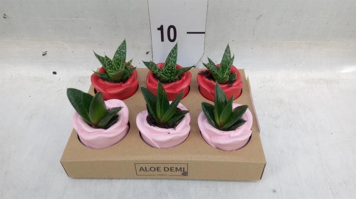 <h4>Succulents   ...</h4>