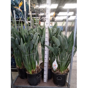 Strelitzia reg.