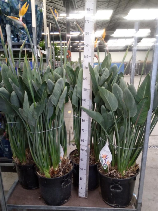 <h4>Strelitzia reg.</h4>