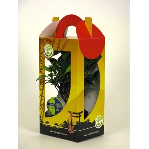 bonsai mix 15 cm in chinese gift box with drip tray