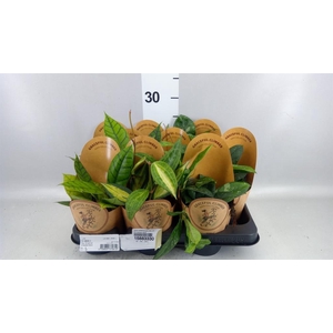 Hoya callistophylla 'KAL 16'