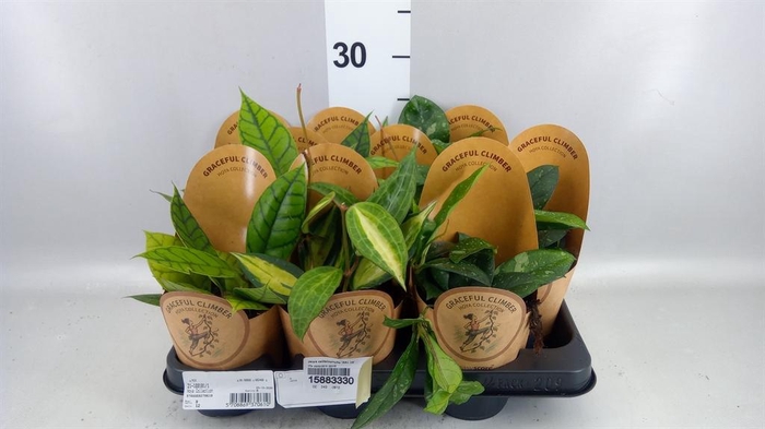 <h4>Hoya callistophylla 'KAL 16'</h4>