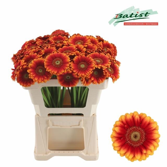 <h4>GE MI JUANITA</h4>