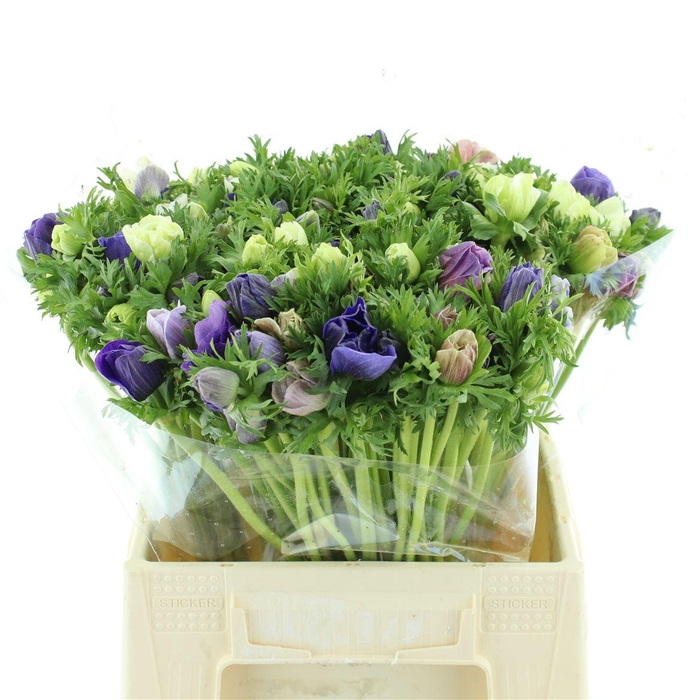 <h4>Anem Co Mar Pastel Mix</h4>