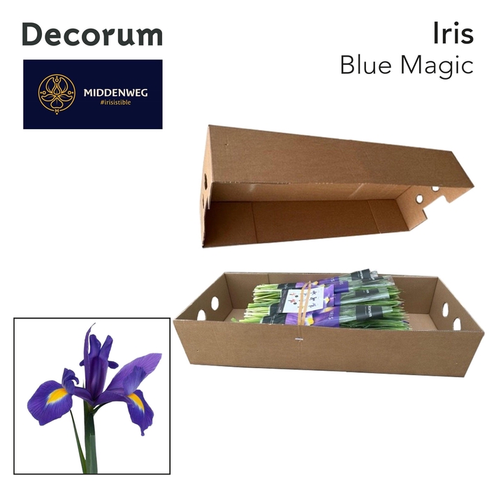 <h4>Iris Blue Magic Pre-Packed Decorum</h4>