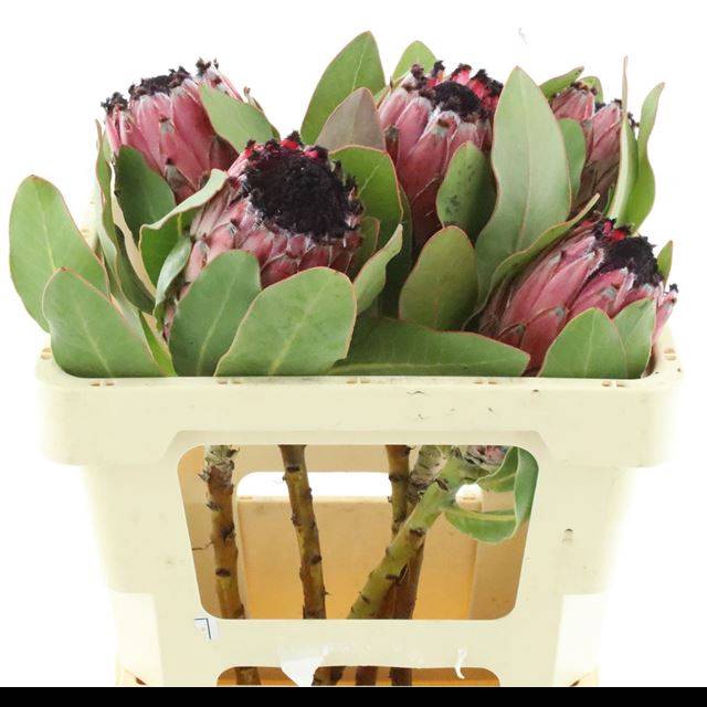 <h4>PROTEA M MOUNT QUEEN</h4>