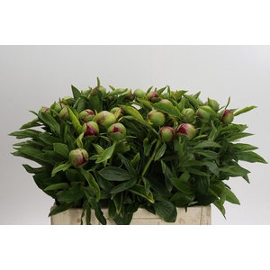 Paeonia Red Charm