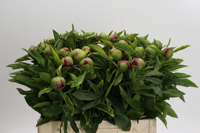 <h4>Paeonia Red Charm</h4>