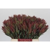 Leucadendron Highlight