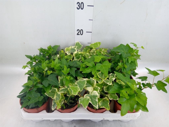 <h4>Hedera   ...mix</h4>