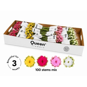 Kalanchoe mix