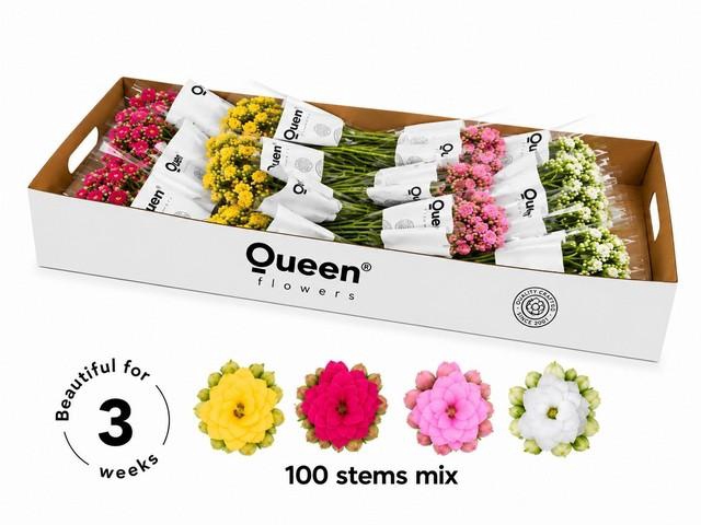 <h4>Kalanchoe mix</h4>