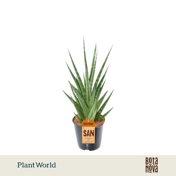 <h4>Sansevieria Dancing Queen P12</h4>