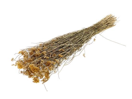 Bunch Lonas Slv 100g L45