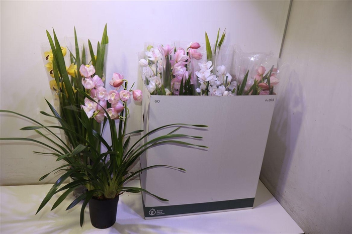 <h4>arr8 Cymbidium Gem</h4>