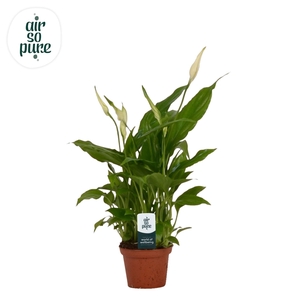 SPATHIPHYLLUM  'CHOPIN' AIR SO PURE