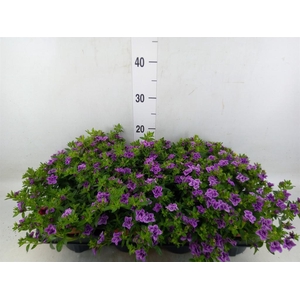 Calibrachoa Callie Double Blue