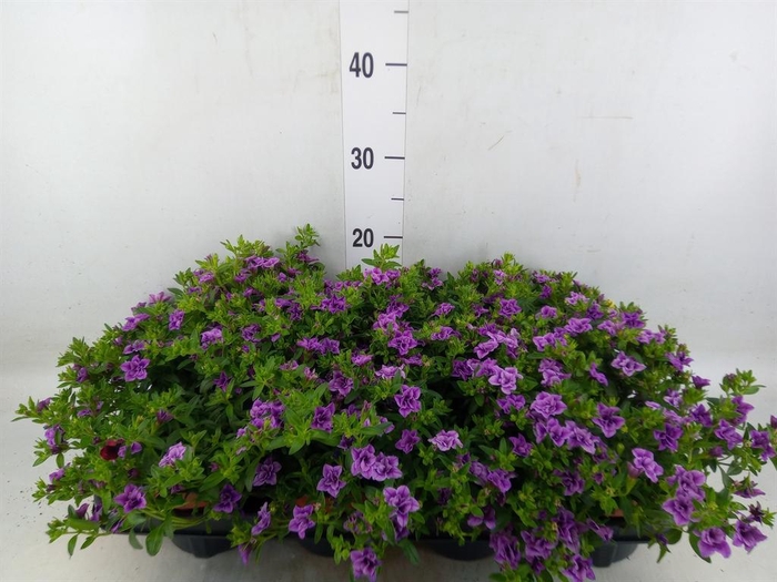 <h4>Calibrachoa Callie Double Blue</h4>