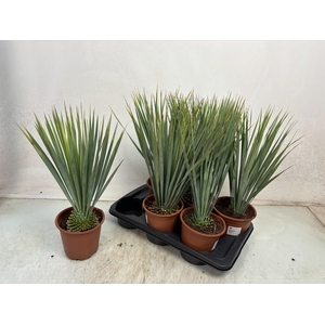 YUC ROSTRATA