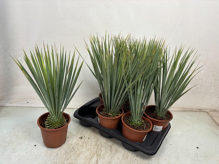 <h4>YUC ROSTRATA</h4>