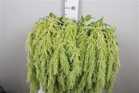 <h4>Amar Ca Green Spider</h4>