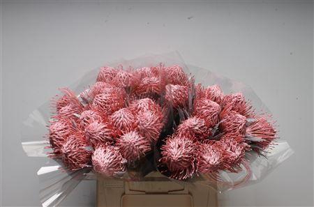 <h4>Leuco Klbh Baby Rose</h4>