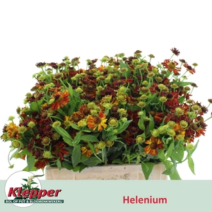 HELEN AUTUMN FIRE