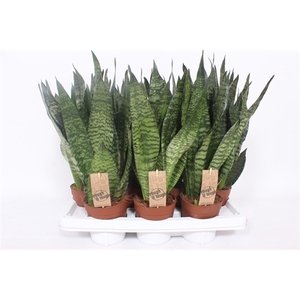 Sansevieria zeylanica compacta