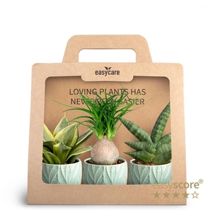 3-Pack Leaf Ocean