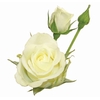 ROSA SPRAY SNOWFLAKE 040 CM