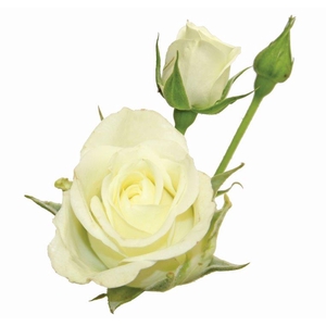 ROSA SPRAY SNOWFLAKE 030 CM