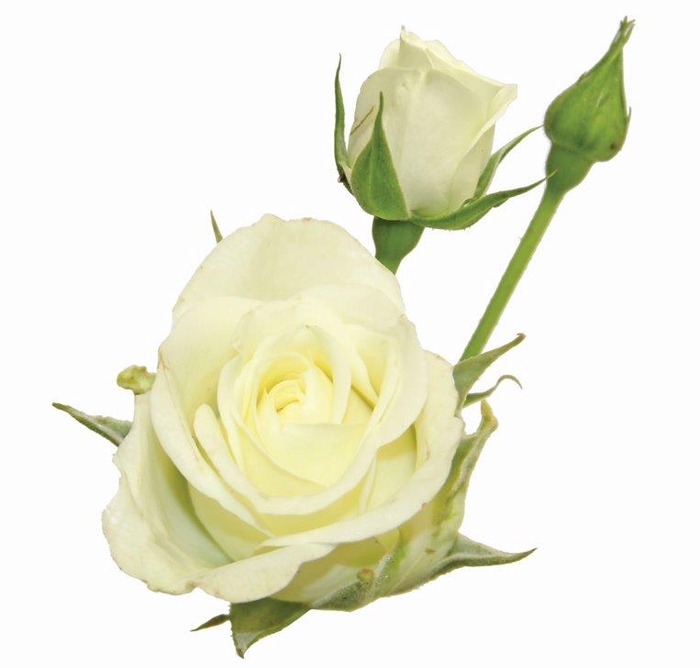 <h4>ROSA SPRAY SNOWFLAKE 030 CM</h4>
