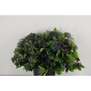 Viburnum Bes Tinus Bs 300g