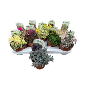 SEDUM OV