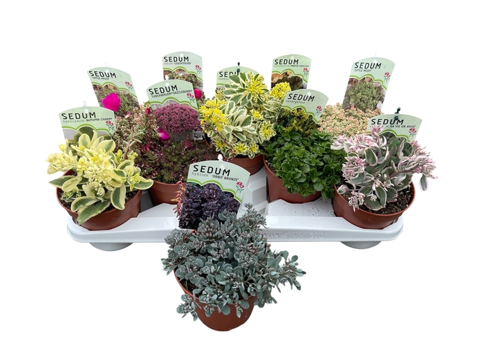 <h4>SEDUM OV</h4>