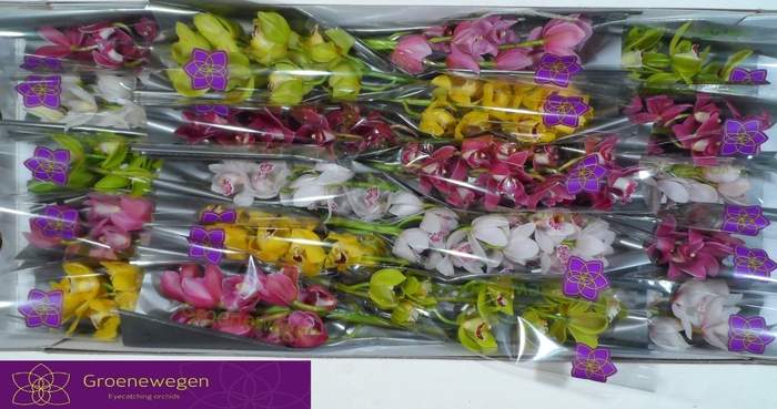 <h4>CYMB MI GEM</h4>