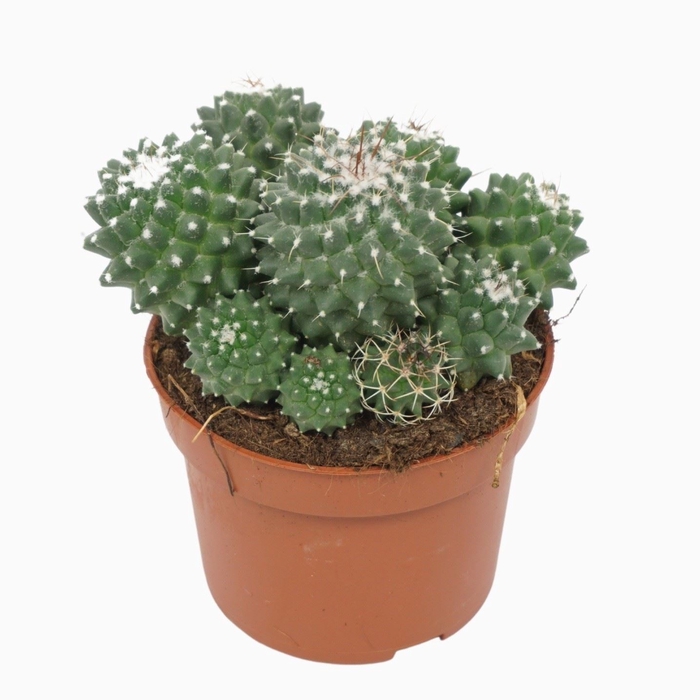 <h4>Mammillaria polythele 'Toluca'</h4>
