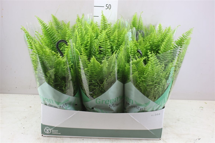 <h4>Nephrolepis Green Moment Hang</h4>