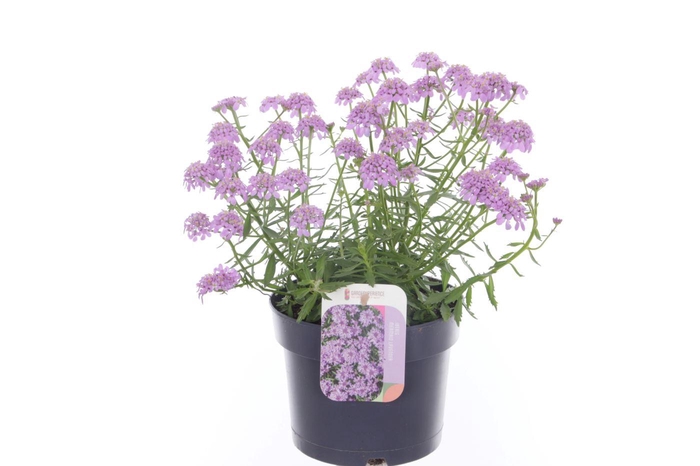 <h4>Iberis x hybrida Mermaid Lavender</h4>