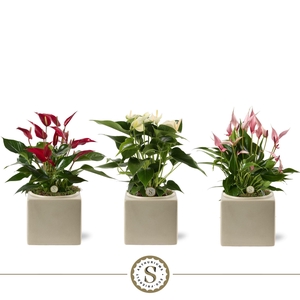 Belicia Light Grey 12cm Mix