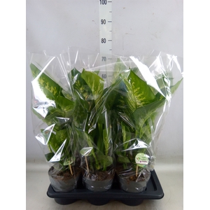 Dieffenbachia seg. 'Reeva'