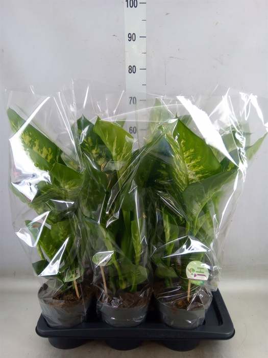 <h4>Dieffenbachia seg. 'Reeva'</h4>