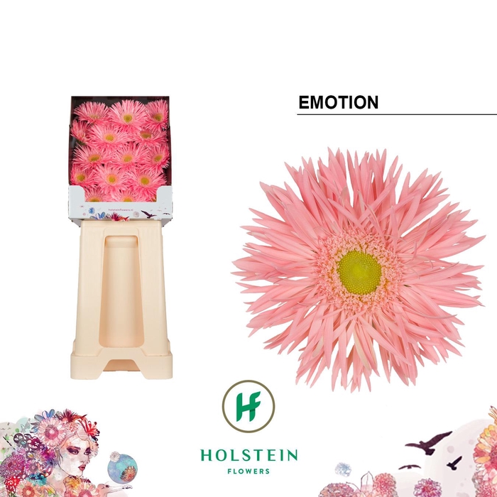 <h4>Ge Gr Emotion</h4>