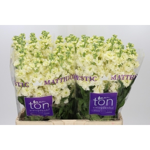 Matthiola incana StoX Yellow