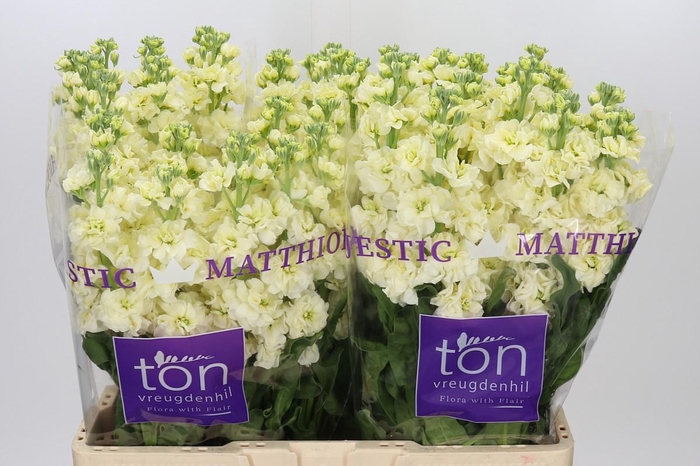 Matthiola incana StoX Yellow