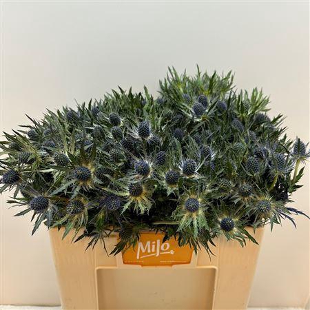 <h4>Eryn Mag Blue Lagoon Mega</h4>